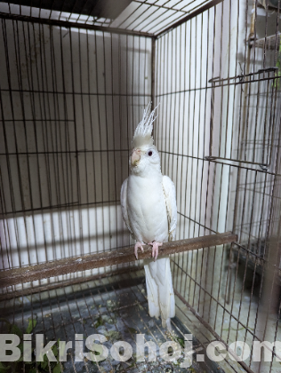 Albino cockatiel Male